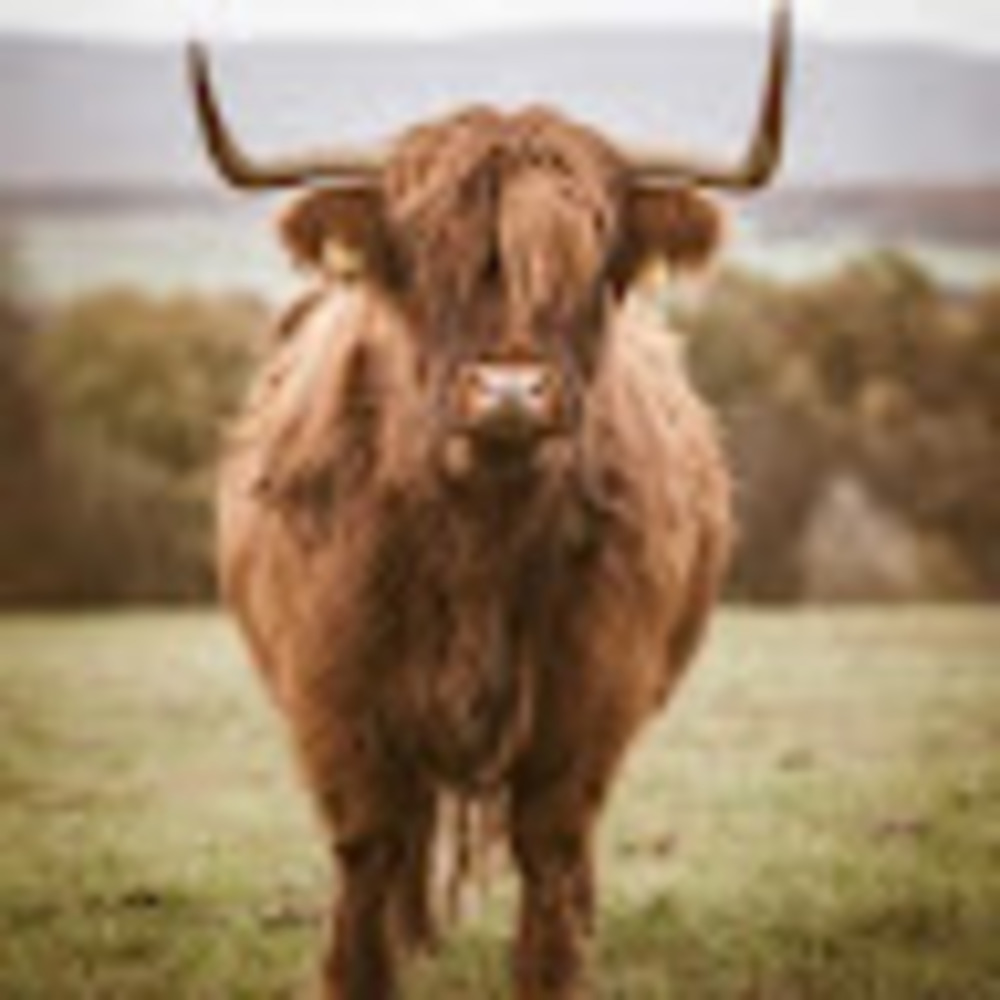 Meet your Posher, Shyanne